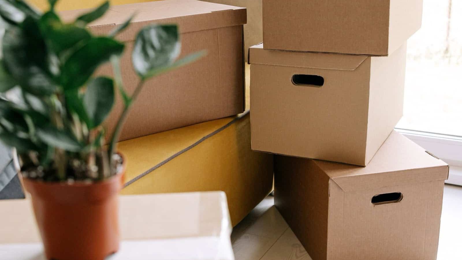 Moving boxes next to a potted plant